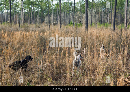 English Pointer and English Setter on Point as English Cocker Spaniel Waits for Command to Flush Birds during a Quail Hunt Stock Photo