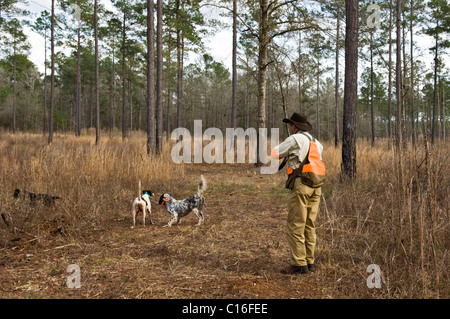 Upland Bird Hunter with Bird Dogs on Point during a Bobwhite Quail Hunt in the Piney Woods of Dougherty County, Georgia Stock Photo