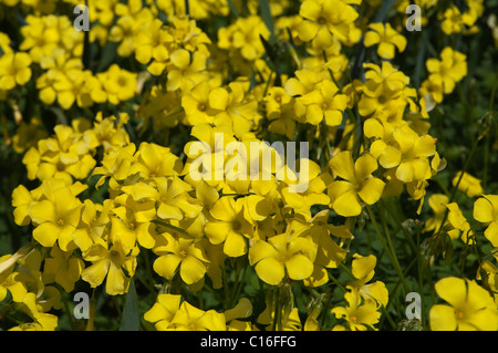 Bermuda buttercup (Oxalis pes-caprae) flowers, taken in the Azores Islands Stock Photo