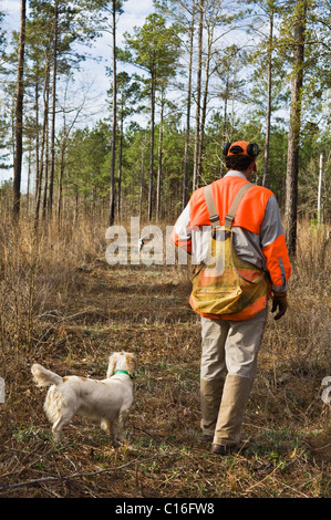 Hunting Guide, English Cocker Spaniel and English Setter during a Bobwhite Quail Hunt in the Piney Woods of Georgia Stock Photo