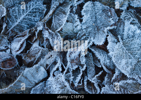 Frosted leaves on the ground Stock Photo