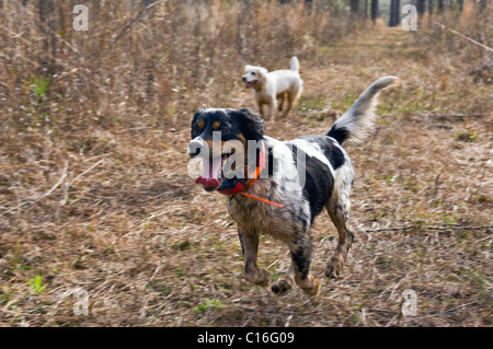 English Setter and English Cocker Spaniel Hunting during a Bobwhite Quail Hunt in the Piney Woods of Dougherty County, Georgia Stock Photo