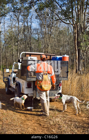 Dog Handler Caring for Dogs at Hunting Rig during a Bobwhite Quail Hunt in the Piney Woods of Dougherty County, Georgia Stock Photo