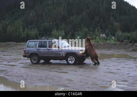 Grizzly Bear (Ursus arctos horribilis) attacking a car, Alaska, USA Stock Photo