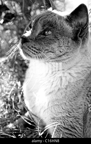 Siamese Blue Point cat Stock Photo