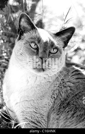 Siamese Blue Point cat Stock Photo