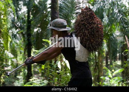 Harvesting the fresh fruit bunch in Oil palm plantation in the south of Thailand. Stock Photo