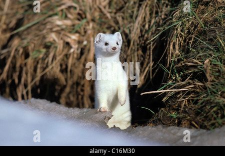 Ermine, stoat or short-tailed weasel (Mustela erminea) with winter coat Stock Photo