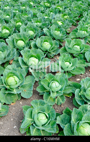 Cabbage (Brassica oleracea var. capitata f. alba) on a field Stock Photo