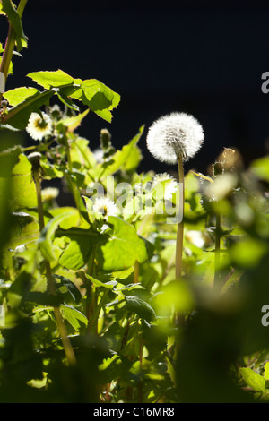 Dandelion plant Stock Photo