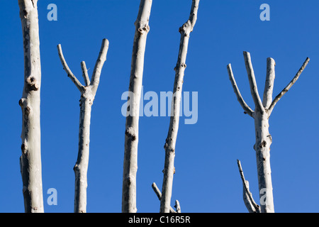 Tree trunks on blue sky Stock Photo