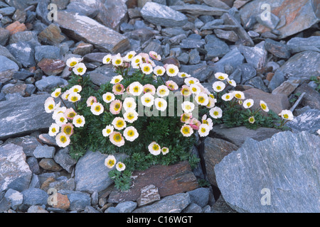 Glacier Crowfoot or Glacier Buttercup (Ranunculus glacialis), National Park Hohe Tauern, East Tirol, Austria, Europe Stock Photo
