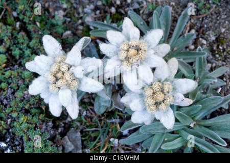 Edelweiss (Leontopodium alpinum), North Tirol, Austria, Europe Stock Photo