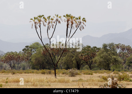 A Doum Palm tree in the Samburu national reserve, Kenya Stock Photo