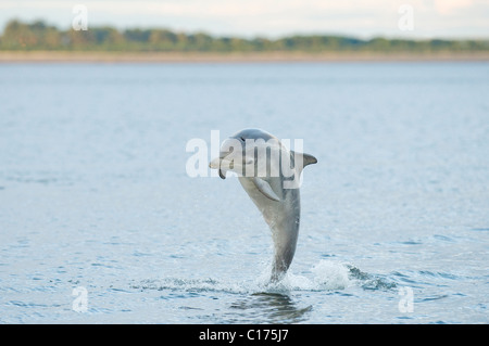 Juvenile Bottlenose dolphin (Tursiops truncatus) , Moray firth, Scotland, UK. Stock Photo