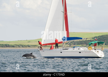 Bottlenose dolphin (Tursiops truncatus) , Moray firth, Scotland, UK. Bow riding sailboat Stock Photo