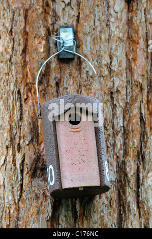 Bird nesting box for singing birds Stock Photo