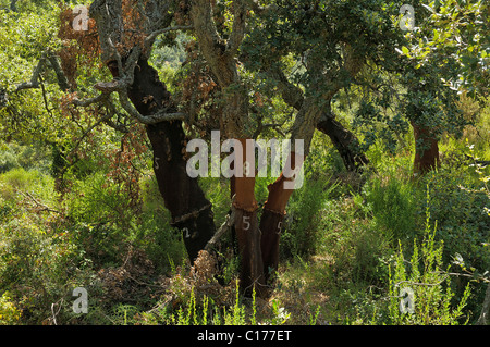 Harvested Cork Oak (Quercus suber) trees in a Cork Oak forest, Sardinia, Italy, Europe Stock Photo