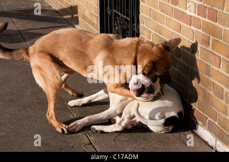 two dogs playfighting Stock Photo