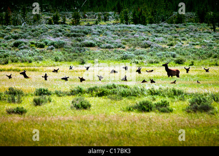 DEER - ELK SEMI-HIDING IN THE TALL GRASS SITTING AND STANDING Stock Photo