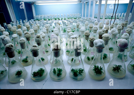 MAA-61232 : Tissue culture lab ; India Stock Photo