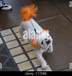 A PURPLE POOCH They must be barking mad... Potty puppy owners in Los Angeles are taking part in a bizarre new trend – colouring Stock Photo