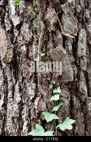 Pine processionary caterpillars migrating to a pupation site (France). Chenilles processionnaires du pin migrant (France). Stock Photo