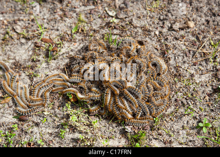 Pine processionary caterpillars migrating to a pupation site (France). Chenilles processionnaires du pin migrant (France). Stock Photo