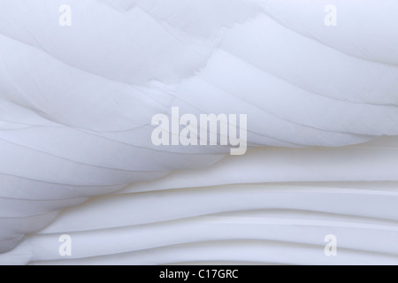 Mute swan (Cygnus olor) close-up of feathers in plumage, Germany Stock Photo