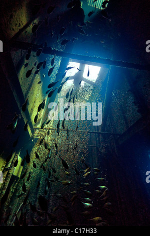 Thousands of fish are exposed in sunbeams streaming through the roof light in the engine room of the MV Giannis D shipwreck Stock Photo