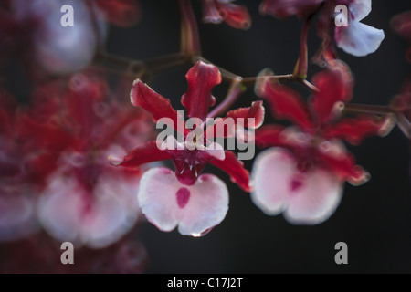 Oncidium sp. orchid hybrid in Hawaii Stock Photo