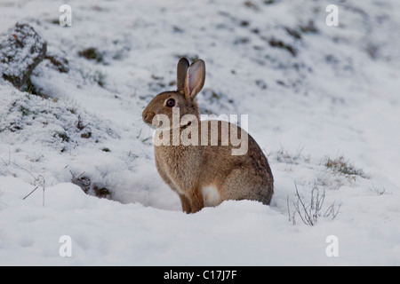 European rabbit (Oryctolagus cuniculus) sitting in the snow in winter, Germany Stock Photo