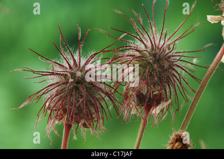 Geum rivale Water avens Seedheads June Stock Photo