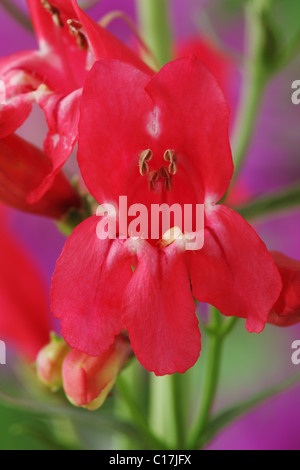 Penstemon 'Red Riding Hood' Beard-tongue June Stock Photo