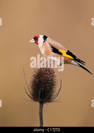 Goldfinch (Carduelis carduelis) perched on top of teasel Stock Photo