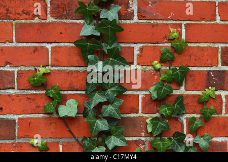 Abstract wall texture with green plants Stock Photo