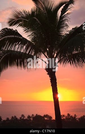 A sunset in Kona, Hawaii with palm silhouette. Stock Photo