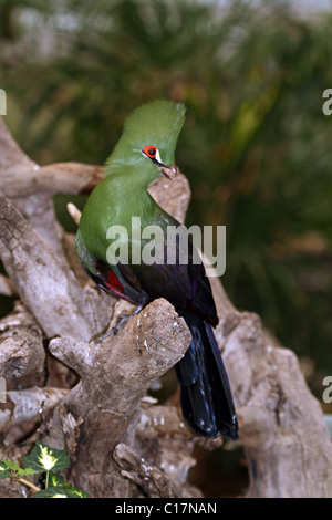 Green Turaco (Tauraco persa) - captive bird. Aka the Guinea Turaco. Stock Photo