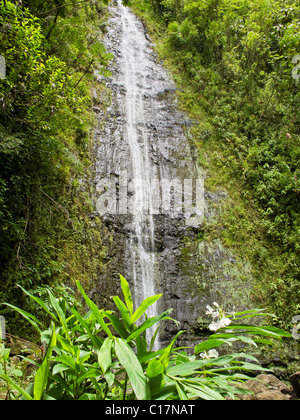 Manoa Falls in Manoa Valley on Oahu,Hawaii. Stock Photo