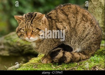 Scottish Wildcat (Felis silvestris) Captive Port Lympne Wild Animal Park, Kent, UK Stock Photo