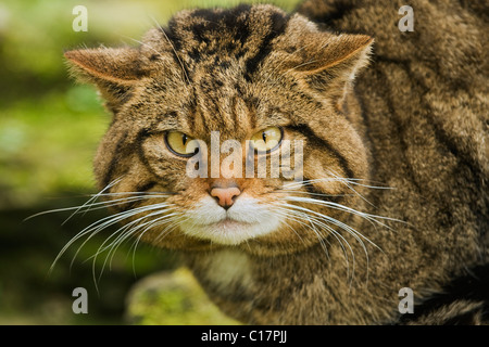 Scottish Wildcat (Felis silvestris) Captive Port Lympne Wild Animal Park, Kent, UK Stock Photo