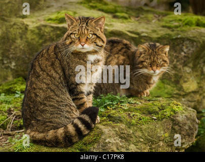 Scottish Wildcat (Felis silvestris) Captive Port Lympne Wild Animal Park, Kent, UK Stock Photo