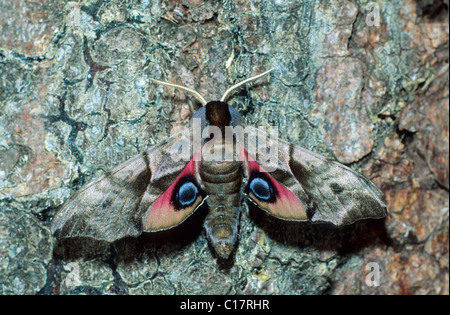 Eyed Hawk-Moth (Smerinthus ocellata) Stock Photo