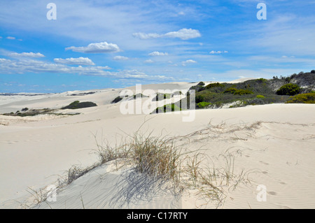 Sand dune, De Hoop Nature Reserve, South Africa, Africa Stock Photo