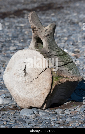 Whale Vertebra (Species unknown) at the abandoned Whaling Station of Grytviken. South Georgia, South Atlantic Ocean. Stock Photo