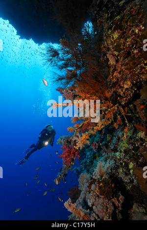 Scuba diver with a torch diving under a coral reef overhang looking at various red large soft coral (Dendronephthya sp.) Stock Photo