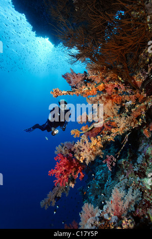 Scuba diver with a torch diving under a coral reef overhang looking at a large number of various red soft coral (Dendronephthya Stock Photo