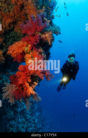 Female scuba diver with a torch looking at a hanging coral garden with various red soft corals, Hurghada, Brother Islands Stock Photo