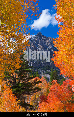 Fall color along Bishop Creek, Inyo National Forest, Sierra Nevada Mountains, California USA Stock Photo