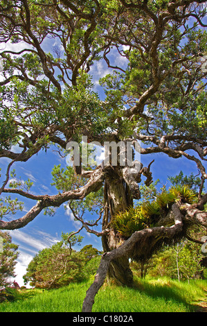 Large tree at Whale Bay, Tutukaka Coast, Northland Region, North Island, New Zealand Stock Photo